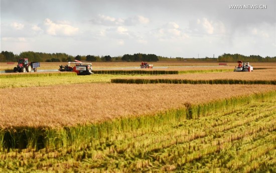 CHINA-HEILONGJIANG-AGRICULTURE-HARVEST(CN)