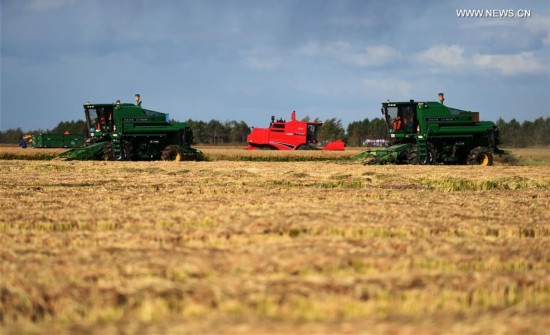 CHINA-HEILONGJIANG-AGRICULTURE-HARVEST(CN)