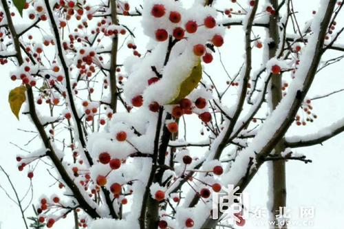 国庆小长假首日大兴安岭呼中又迎雪花