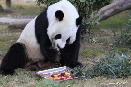 #CHINA-MID-AUTUMN FESTIVAL-CELEBRATION-GIANT PANDA (CN)