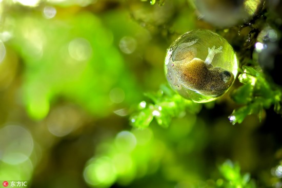 2017英皇家生物学会摄影作品:近看隐藏的世界