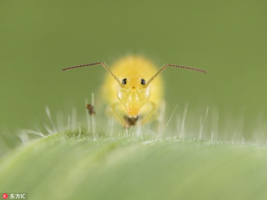 2017英皇家生物学会摄影作品:近看隐藏的世界