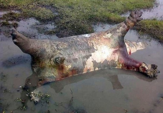 纳米比亚河马大量死亡 或因感染炭疽病毒--陕西频道--人民网