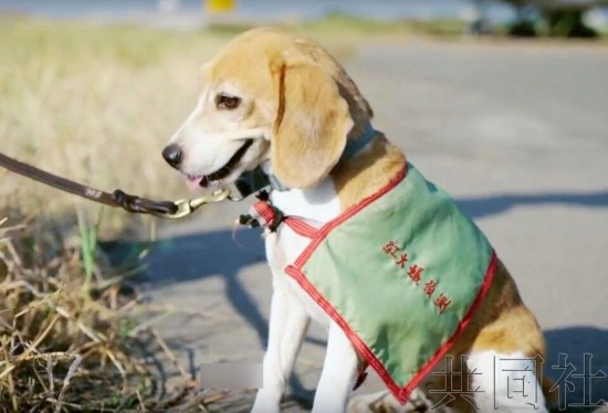 日拟明年从台湾引进红火蚁嗅探犬 日政府:或尚