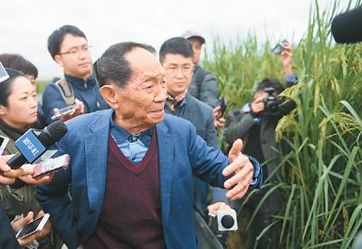 巨型稻--甘肃频道--人民网