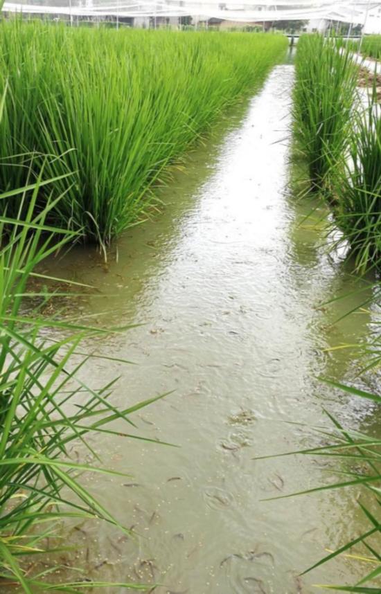 稻浪蛙声鱼影:中国科学家长沙种出水稻森林