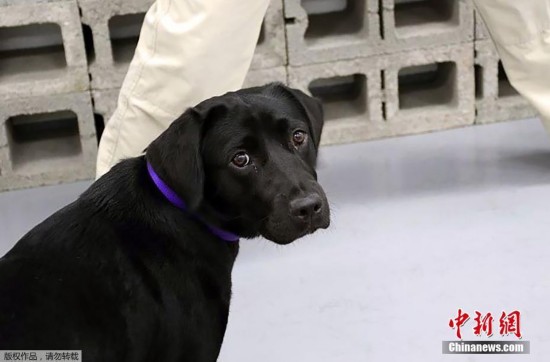 狗狗拒绝工作被CIA开除 恢复普通身份