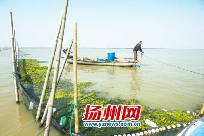 扬州大闸蟹比去年便宜 重阳节吃蟹5年来最实惠