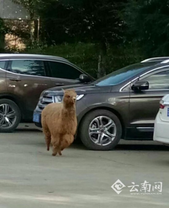 云南一高校圈养的网红羊驼上演越狱 小短腿奋