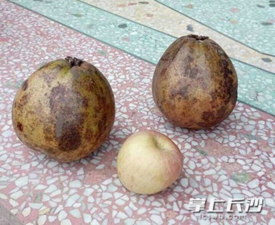 紅花油茶果個頭比蘋果大了好幾倍。