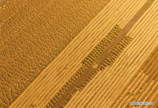 CHINA-HENAN-RICE-HARVEST (CN)