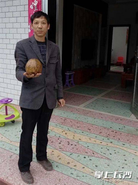 個頭大的油茶果一個就重達3斤。照片均為長沙晚報記者朱炎皇通訊員鄒潤春攝