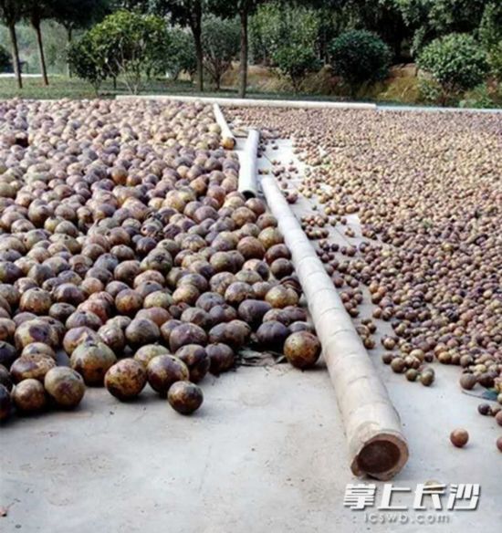 與紅花油茶果相比，普通油茶果“小巫見大巫”。