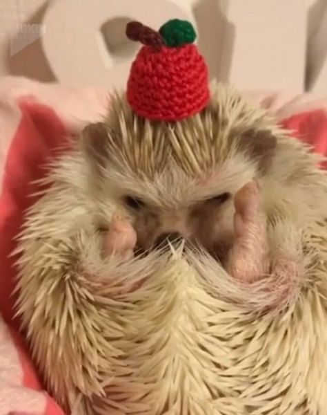 小刺猬戴迷你帽喜迎万圣节呆萌惹人爱