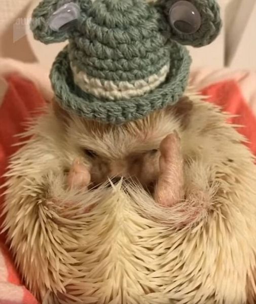 小刺猬戴迷你帽喜迎万圣节呆萌惹人爱