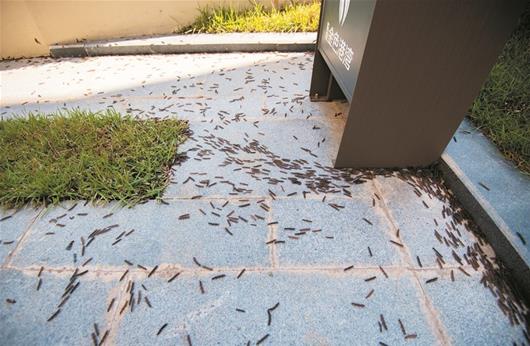 成群多脚虫在小区出没 业主经过时不敢下脚