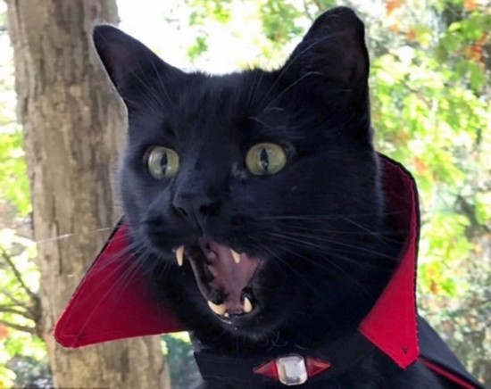 美猫咪气质击中被倒下了表情包扮吸血鬼迎万圣节模样高冷尖牙憨图片