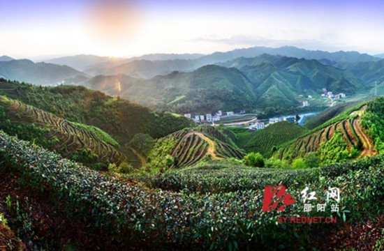 恬静之美萦绕洞口古楼茶园(组图)