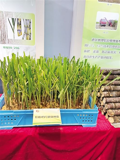 首届糖业博览会在南宁举办，免费向市民开放