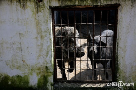 退伍老兵大城市打拼成千万富翁 返乡投三千万