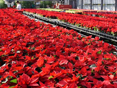 日本京都迎一品红出货高峰 抢先打造圣诞气氛--日本频道--人民网