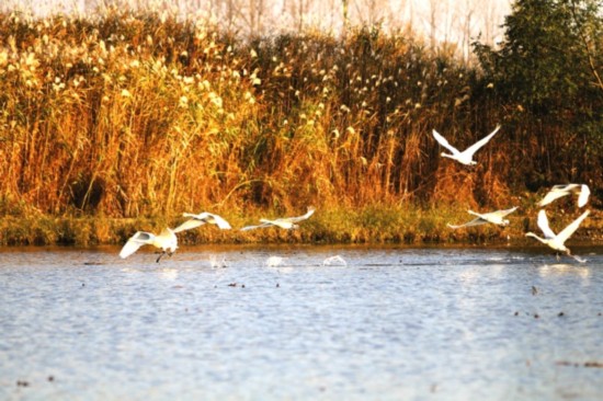 洪泽湖古堰景区候鸟保护区现白天鹅身影