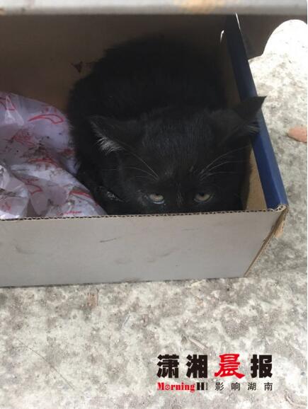 女孩车底救猫送医院 被抓伤却舍不得给自己打