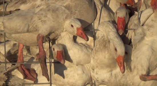 加拿大羽绒服公司被爆将鹅关进拥挤笼中虐待致