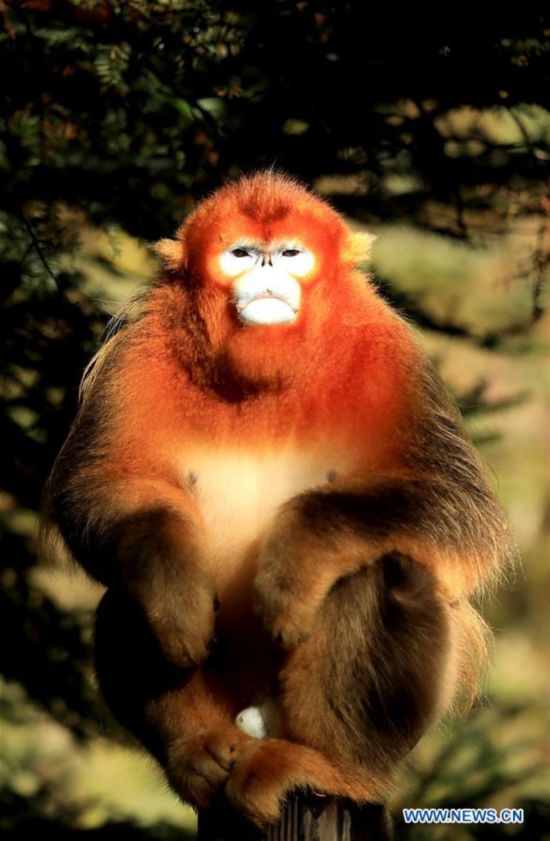 #CHINA-HUBEI-SHENNONGJIA-GOLDEN MONKEY (CN)