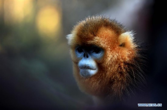 #CHINA-HUBEI-SHENNONGJIA-GOLDEN MONKEY (CN)