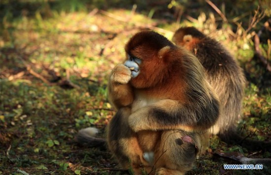 #CHINA-HUBEI-SHENNONGJIA-GOLDEN MONKEY (CN)