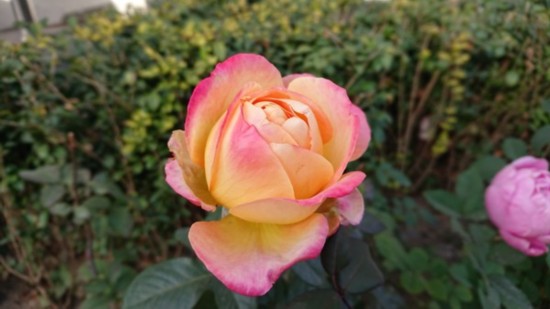 索尼XZ1樣張