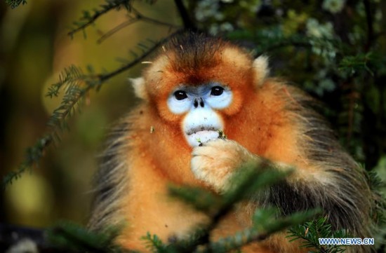 #CHINA-HUBEI-SHENNONGJIA-GOLDEN MONKEY (CN)