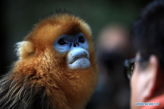 #CHINA-HUBEI-SHENNONGJIA-GOLDEN MONKEY (CN)