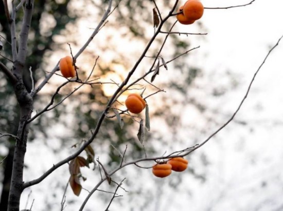 它是柿子的爸爸,比柿子营养好几倍!