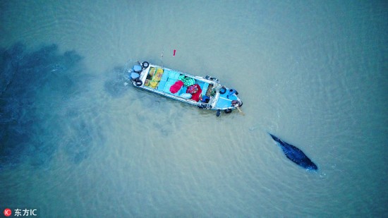 3吨座头鲸江苏启东搁浅 各方紧急营救让其重返大海【5】