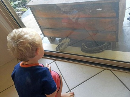 澳母亲家中发现巨蛇隔着玻璃窗向儿子发起进攻