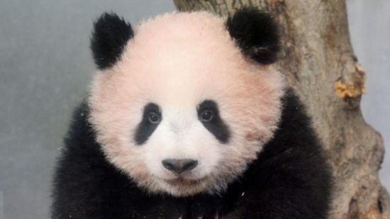 日本上野动物园出生熊猫香香出生160天 已能