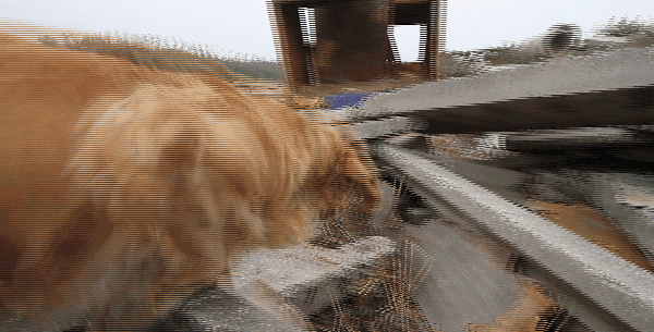 犬王贾树志的心愿:自己老了去世了,把身体捐