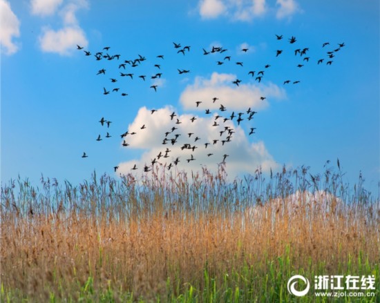 大美盐城欢迎你