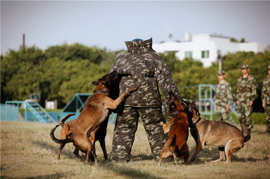 张馨予穿防护服挑战扑咬训练 惨遭群犬围攻被