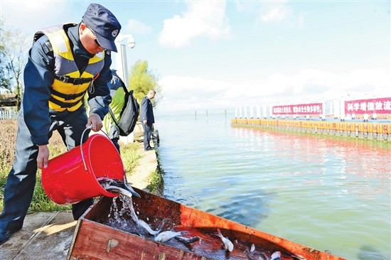 滇池增殖放流活动开始 半个月内130吨鱼苗将放