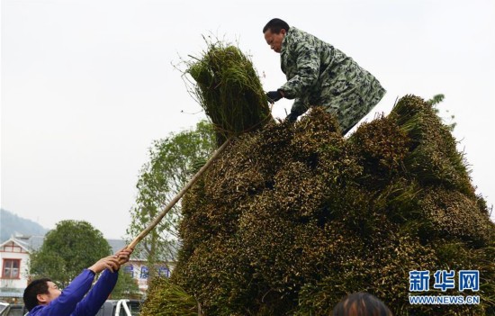 贵州剑河:钩藤中药材市场购销两旺