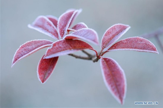 #CHINA-JIANGSU-DAXUE (CN)