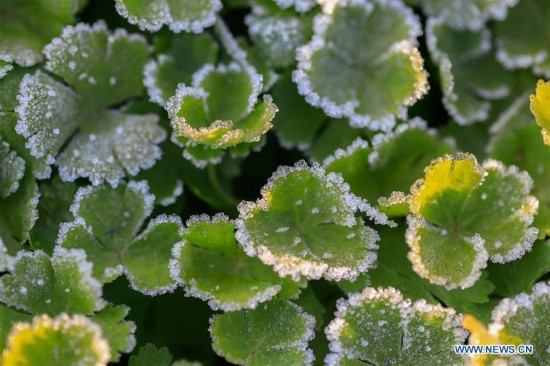 #CHINA-JIANGSU-DAXUE (CN)