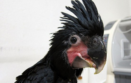 小鹦鹉因父母吵架踩碎卵壳提前出世获好心人照