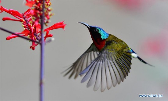 CHINA-FUJIAN-FUZHOU-FORK-TAILED SUNBIRD (CN)