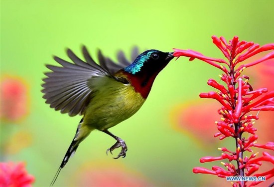 CHINA-FUJIAN-FUZHOU-FORK-TAILED SUNBIRD (CN)