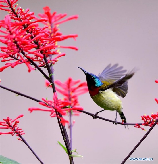 CHINA-FUJIAN-FUZHOU-FORK-TAILED SUNBIRD (CN)