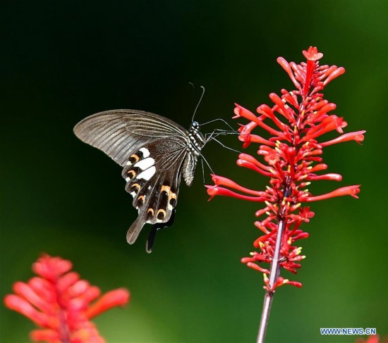 CHINA-FUZHOU-SCENERY-BUTTERFLY (CN)